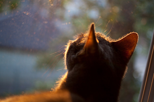 【赛事回顾】丁俊晖夺冠的精彩瞬间,分析他的攻守策略,丁俊晖取得的冠军