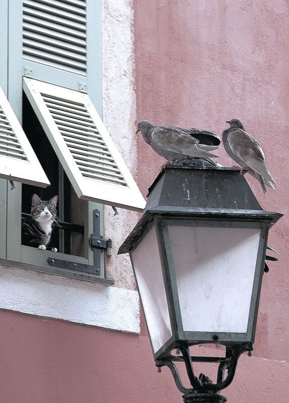 九游JIUYOY SPORTS_ 青少年裁判员“实战+培训”双轨体系效果明显,行业公正性不断增强